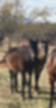 IMG_9077.jpeg