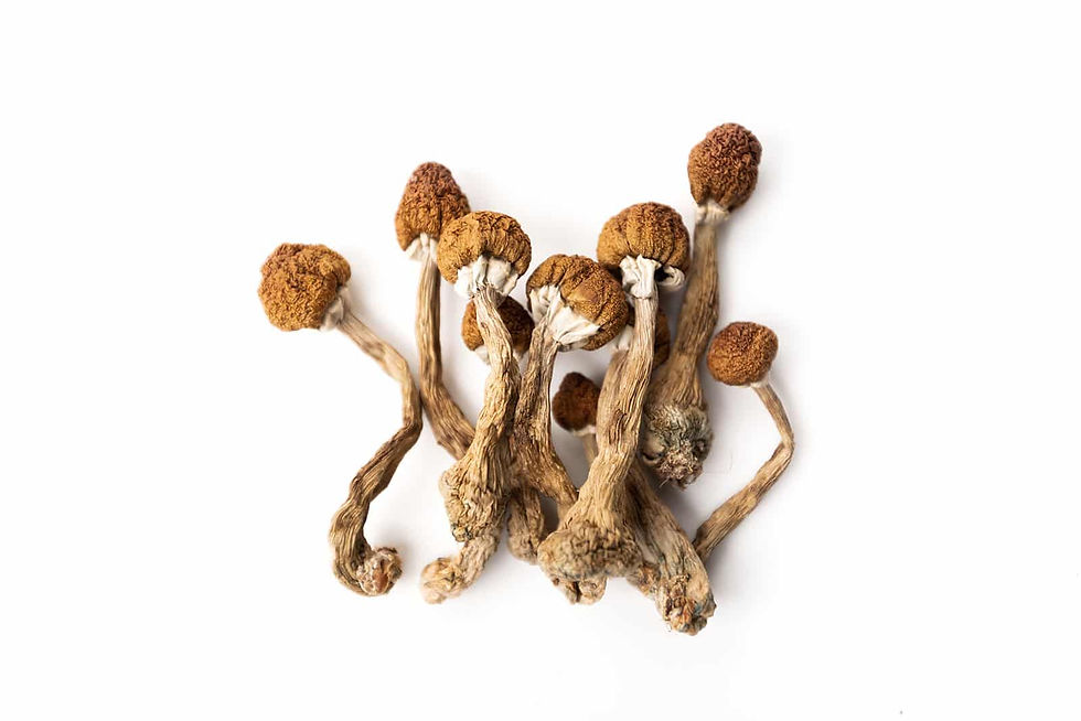 Brown dried psilicybin mushrooms on a white background, with textured caps and curled stems.