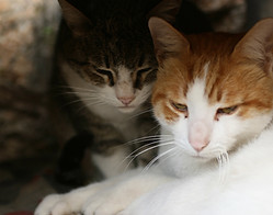 Cuddling Cats