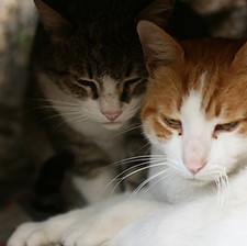 Cuddling Cats