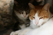 Cuddling Cats