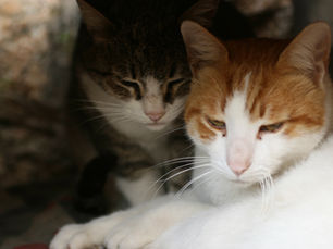 Pensando em adotar um gato?