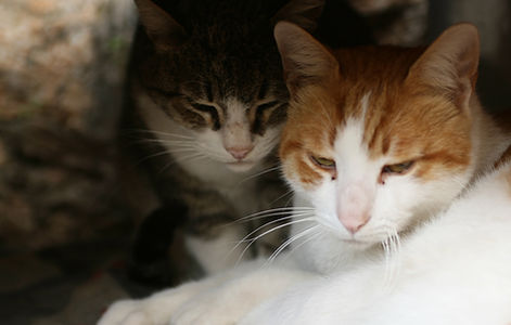 Cuddling Cats