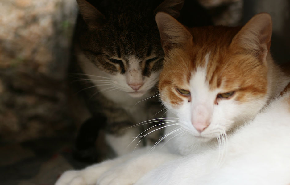 Cuddling Cats