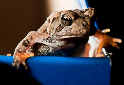 Frogger03.JPG