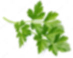 Parsley Leaf