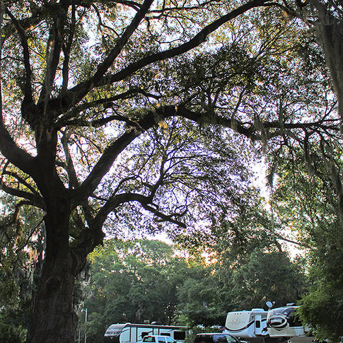 Savannah Oaks RV Resort tree and site view