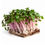 Thumbnail: Pink Radish Microgreens