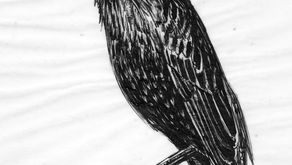 Starling. Pen and ink.