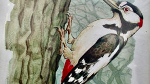 Greater spotted woodpecker. Watercolour.