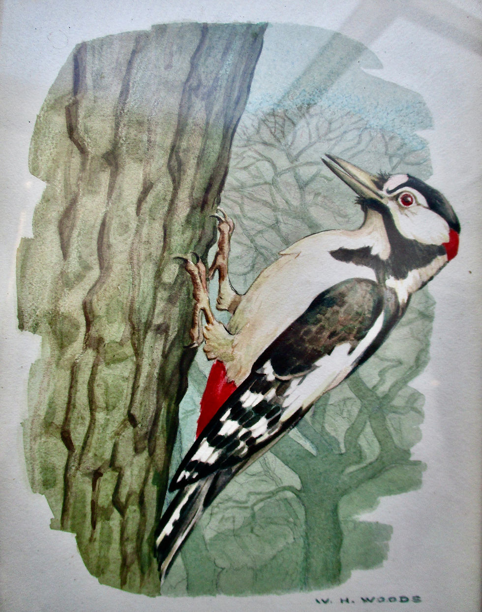Greater spotted woodpecker. Watercolour.