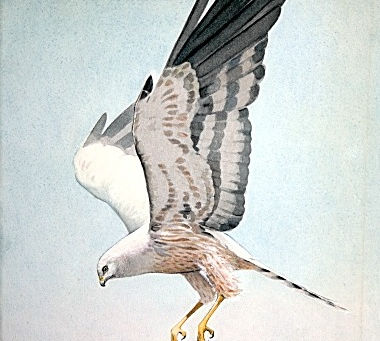 Eagle. W.H.Woods. 1960.