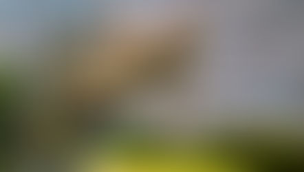 Ancient tree, Wortley Glos. Acrylic.