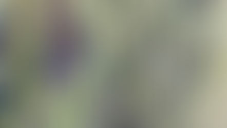 Close-up Wilderland.