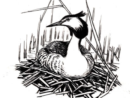 Grebe. Pen drawing for publication.