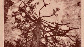 LOPPED PINE. Drypoint. Wick ochre on tinted paper.