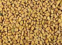 Fenugreek: Uses, Benefits and Side Effects