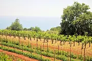 Alberghi-michele-Cetraro-00068-1920w.webp