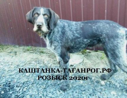 ТАГАНРОГ Розыск собаки 2020