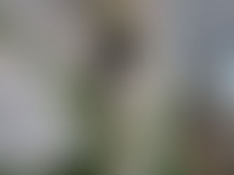 ניכוש המיותר משפר את מה שנשאר