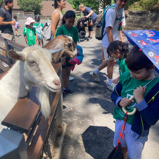 Hudson Montessori School summer camp students at a petting zoo