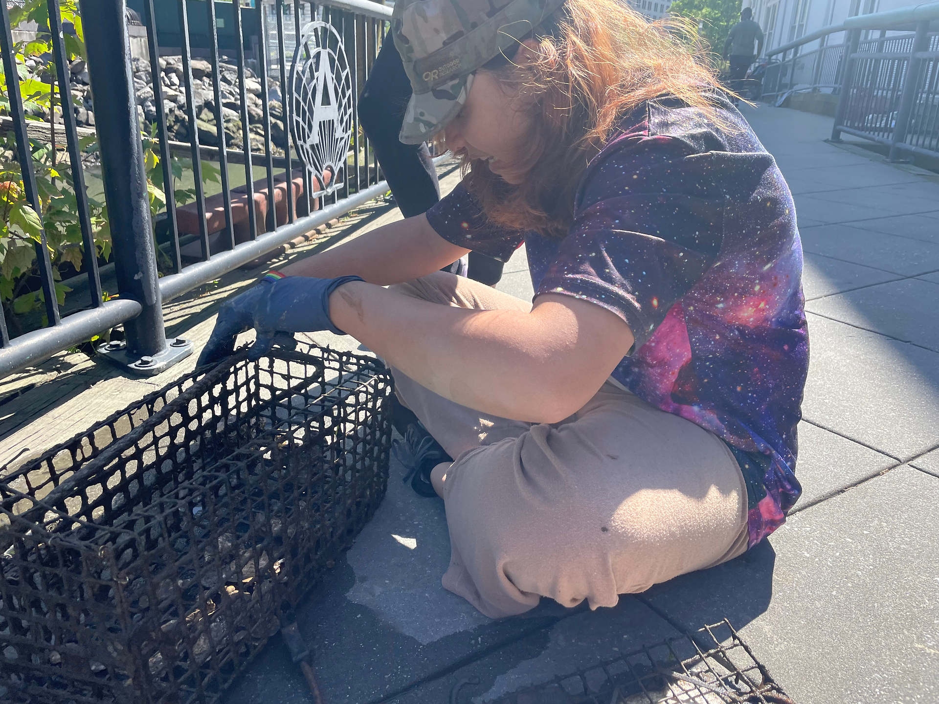 Middle school student opens oyster shell cage at oyster testing station. 