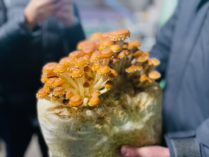 Our EcoClub Visits Jersey City Mushroom Farm