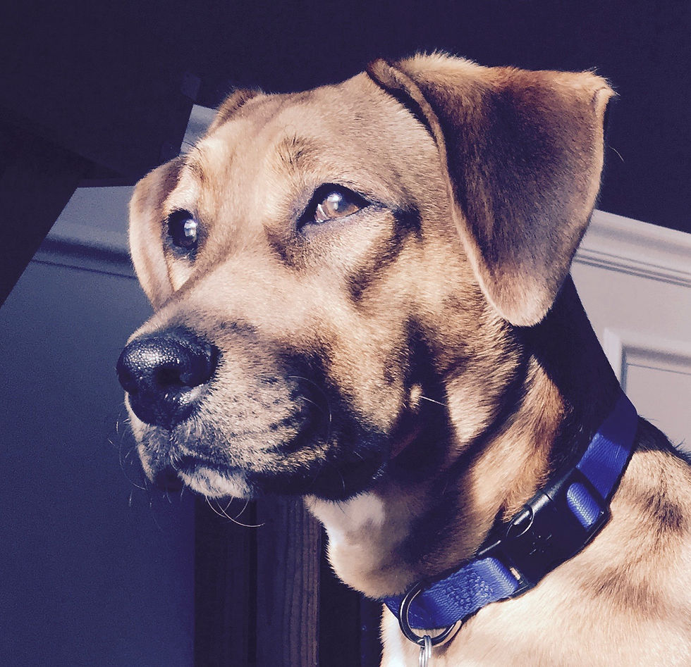This is my dog