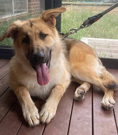 German Shepherd Groom