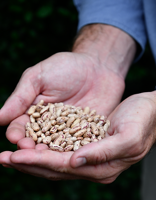 Red-speckled sugar beans