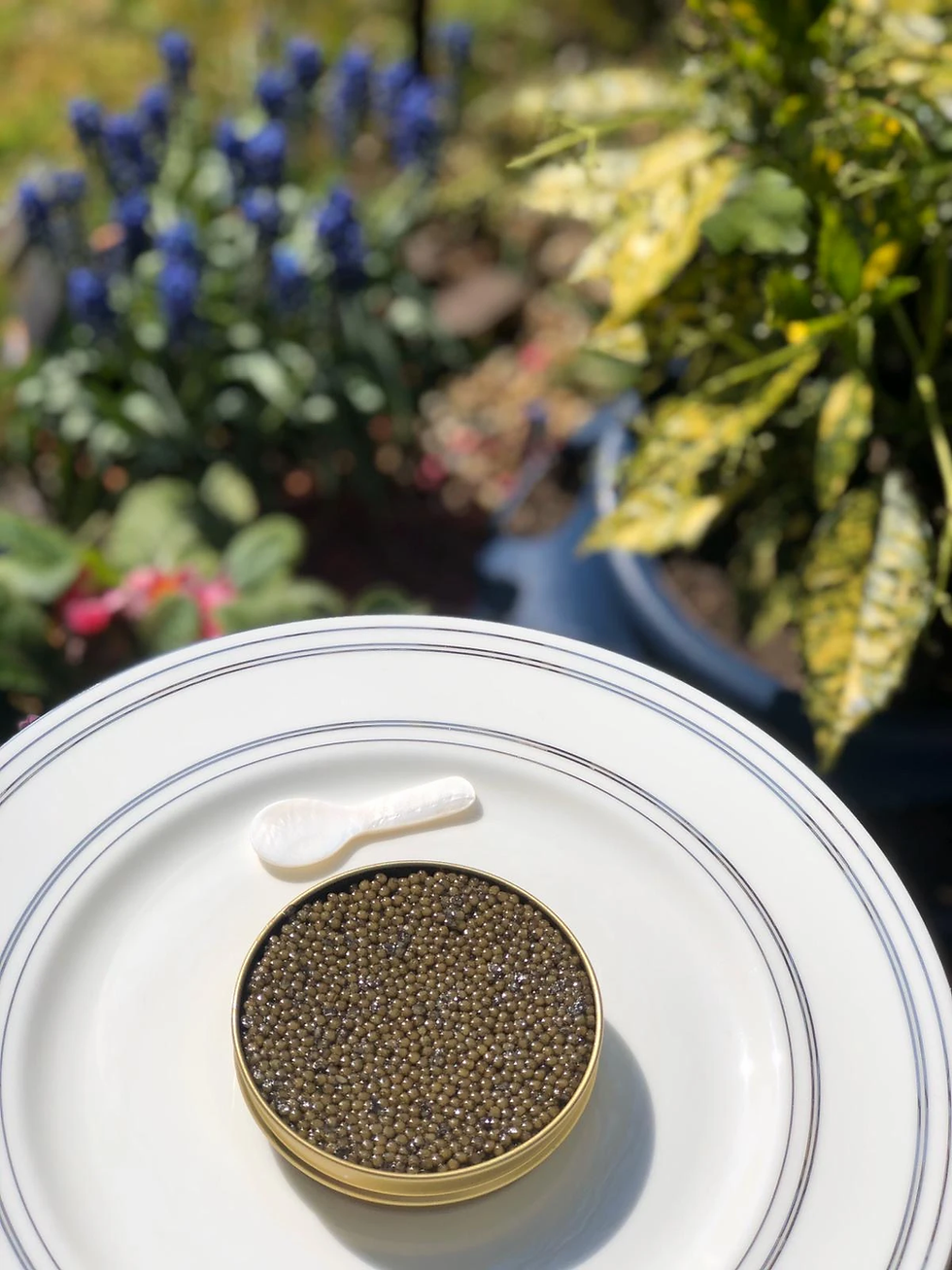 Thumbnail: Oscietra Caviar-250g