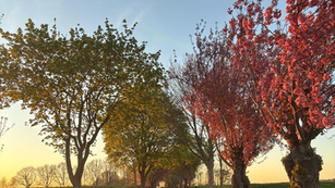 DE MOOISTE STRAAT IN RIEMST STAAT IN BLOEI