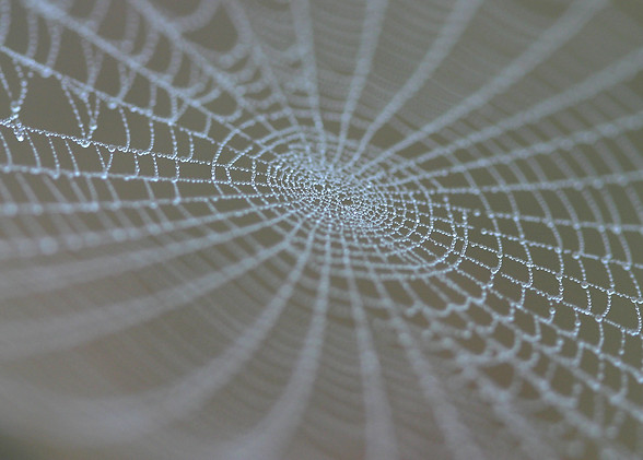 cobweb