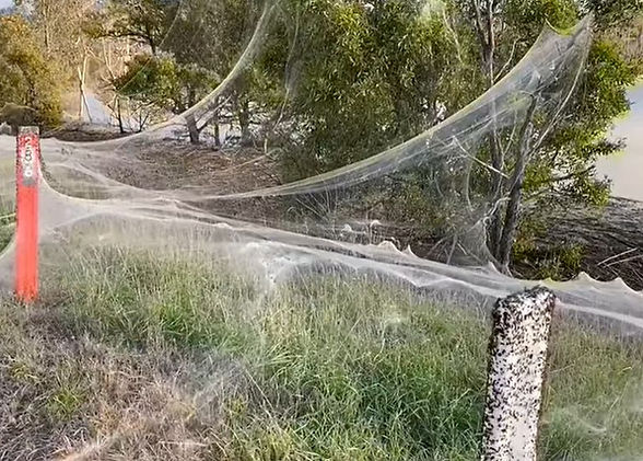 cobweb blanket on tree