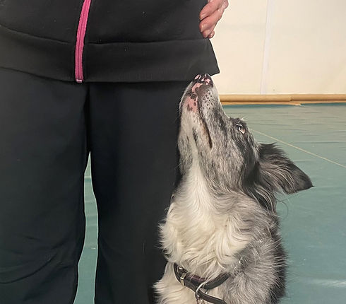 Obedience Head.jpeg