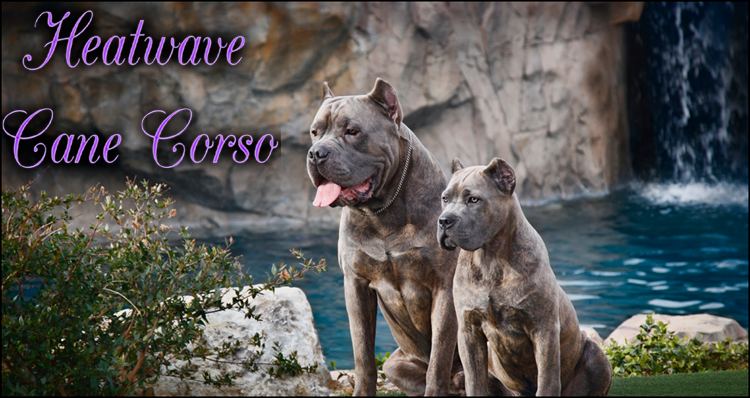 Males Heatwavecanecorsos