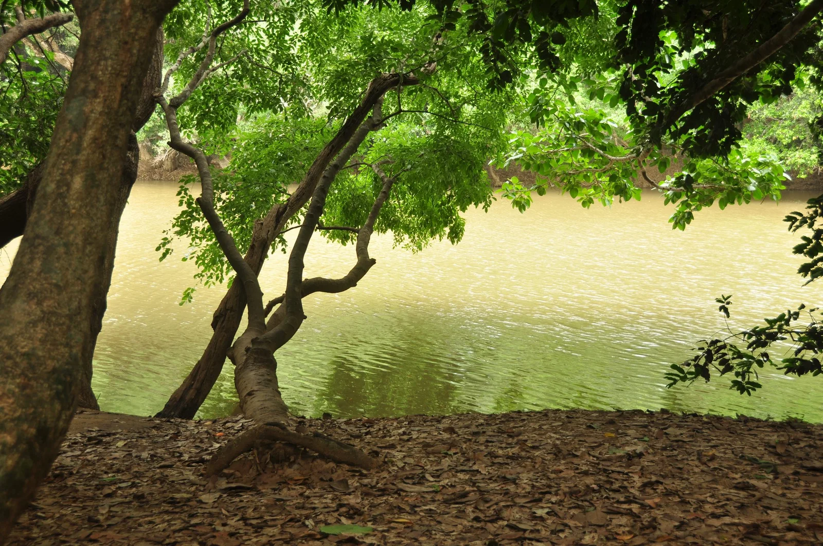 Kuruva Island bamboo forests and river pathways in Wayanad