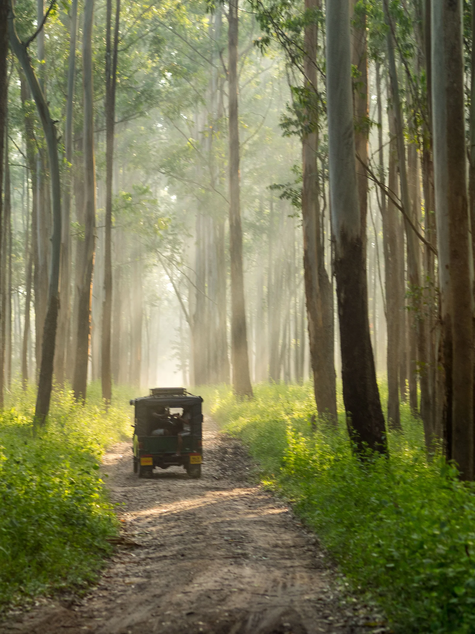 Wildlife and forest at Muthanga Wildlife Sanctuary in Wayanad