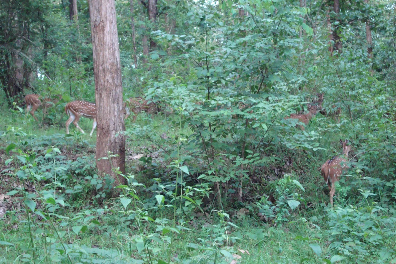 Forest landscape at Tholpetty Wildlife Sanctuary in Wayanad