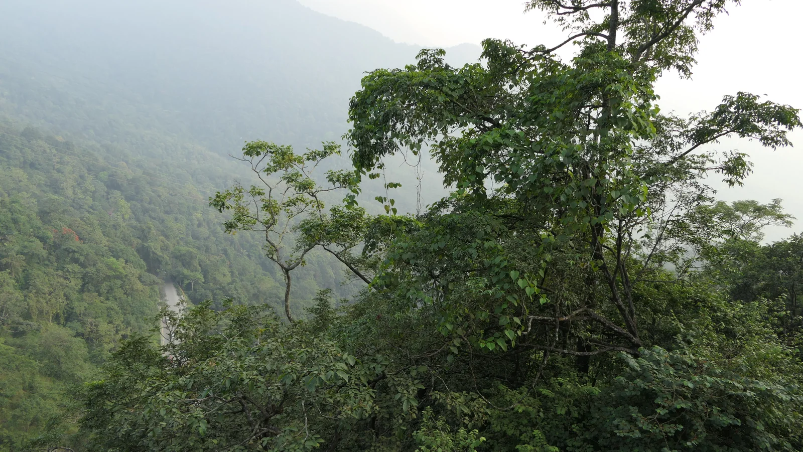 Lakkidi Viewpoint overlooking the Western Ghats pass in Wayanad
