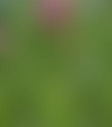 Forhærdede tidselgemytter