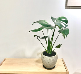 モンステラの育て方 観葉植物 ボタニカルラウンジ