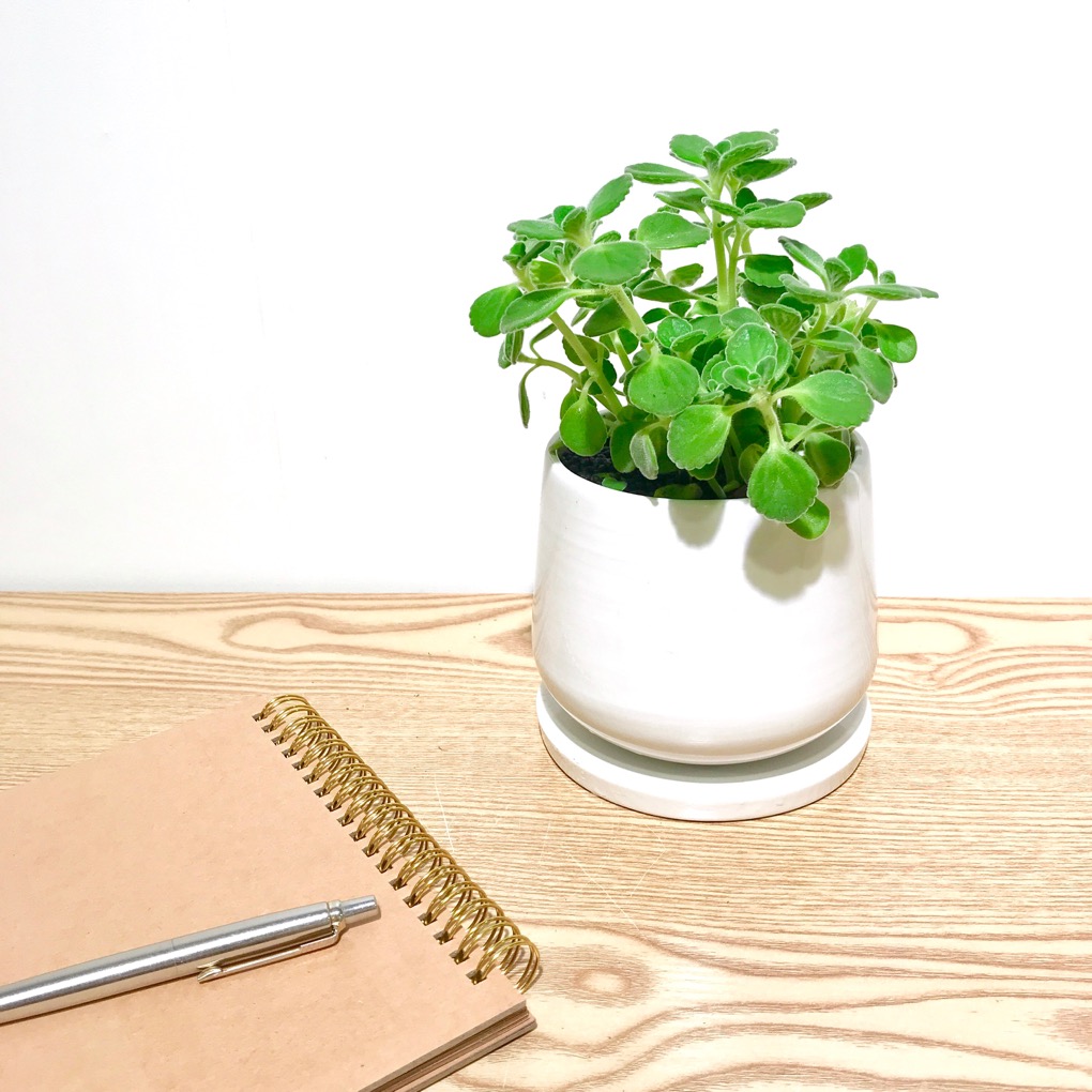 アロマティカスの育て方 観葉植物 ボタニカルラウンジ