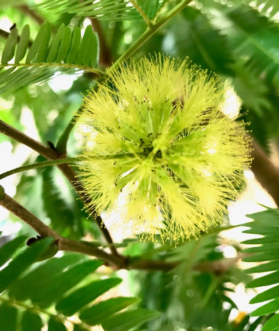 エバーフレッシュの花