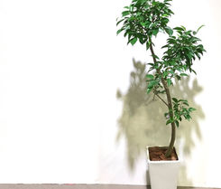 ベンジャミン の育て方 | ボタニカルラウンジ