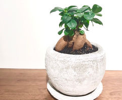 ガジュマルの育て方 | ボタニカルラウンジ