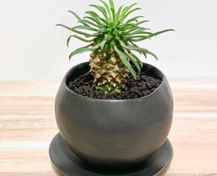 多肉植物^o^  パイナップルコーン ユーフォルビア ソテツキリン（パイナップルコーン）の育て方