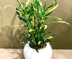 クロトンの育て方 | ボタニカルラウンジ クロトンの育て方 | ボタニカルラウンジ