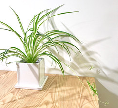 オリヅルランの育て方 観葉植物 ボタニカルラウンジ