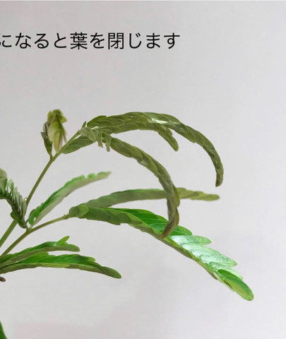 IMG_1494.jpeg